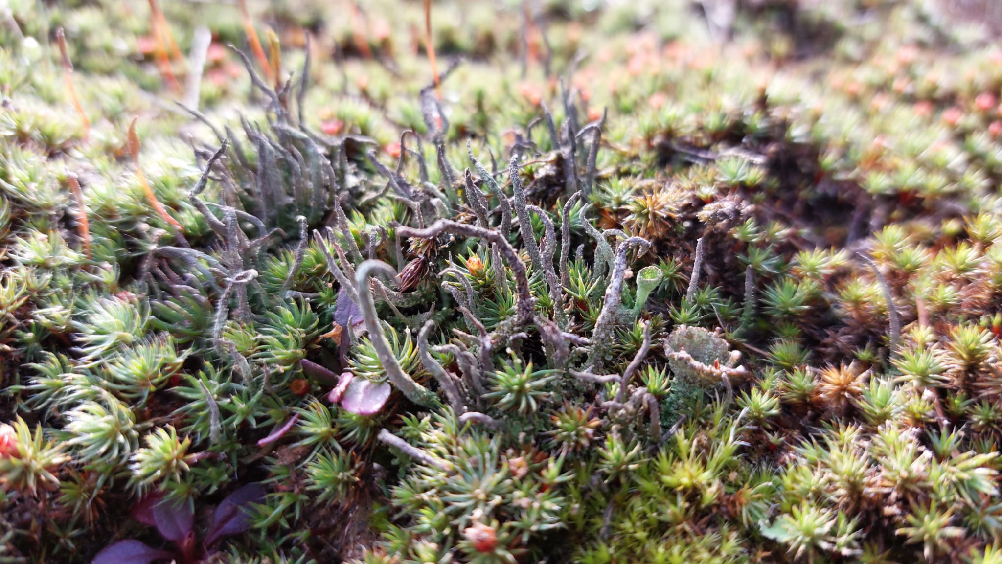 Korstmossen op de Veluwe